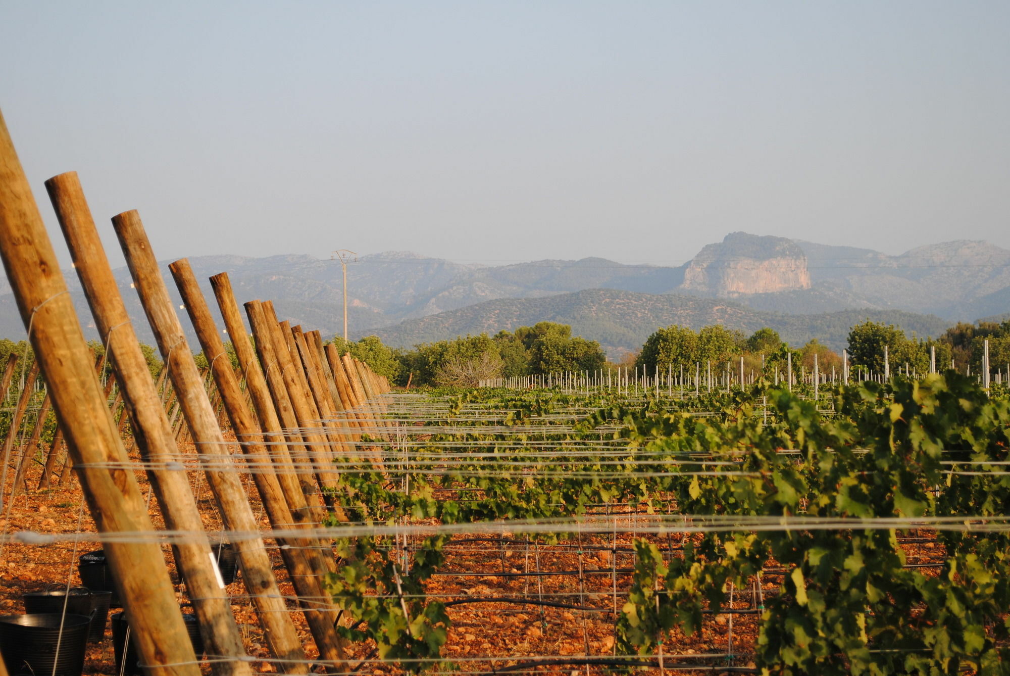Weingut & Landhotel Can Davero Binissalem Exterior foto