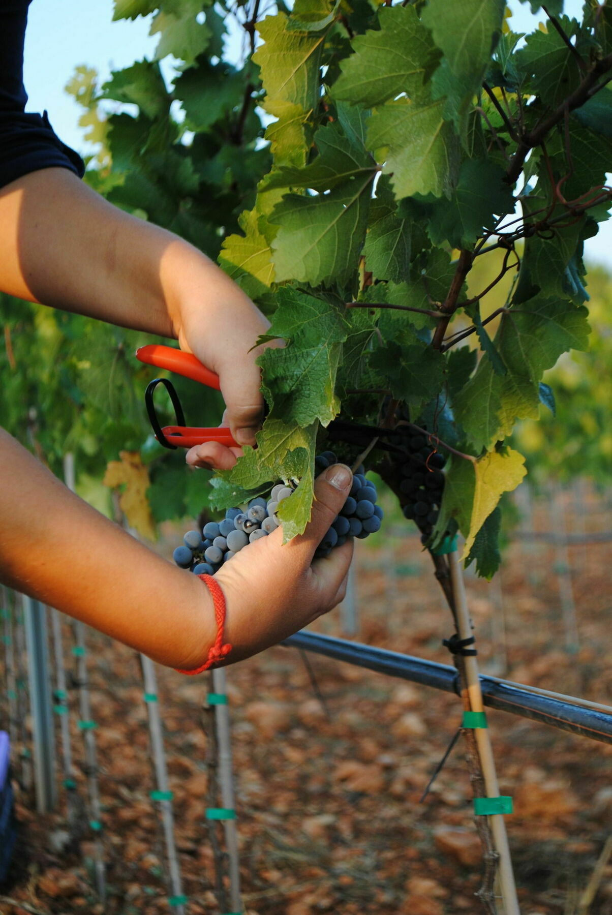 Weingut & Landhotel Can Davero Binissalem Exterior foto