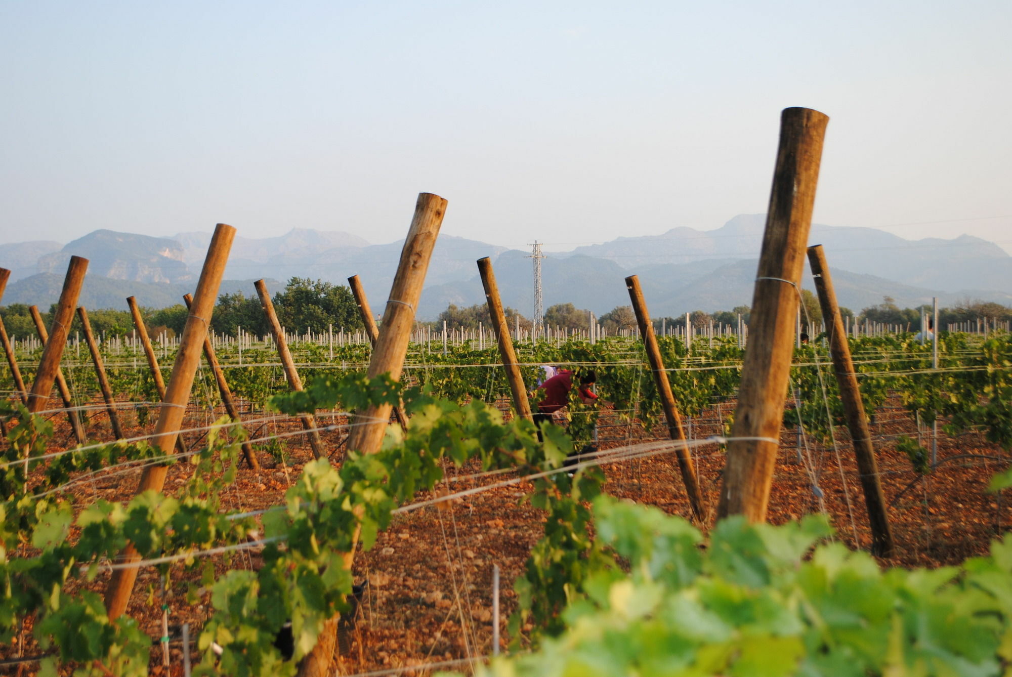 Weingut & Landhotel Can Davero Binissalem Exterior foto